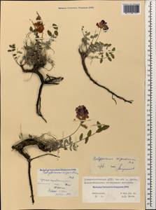 Hedysarum biebersteinii Zertova, Caucasus, North Ossetia, Ingushetia & Chechnya (K1c) (Russia)