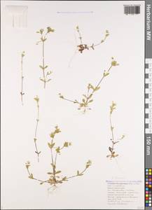 Cerastium brachypetalum subsp. tauricum (Spreng.) Murb., Caucasus, Black Sea Shore (from Novorossiysk to Adler) (K3) (Russia)