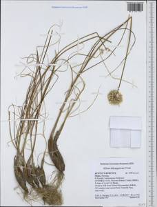 Allium dshungaricum Vved., South Asia, South Asia (Asia outside ex-Soviet states and Mongolia) (ASIA) (China)