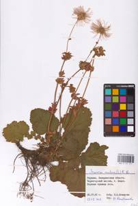 Geum montanum L., Eastern Europe, West Ukrainian region (E13) (Ukraine)