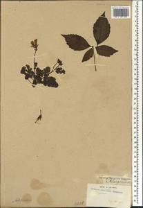 Pelargonium, Africa (AFR) (South Africa)