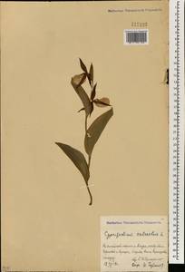 Cypripedium calceolus L., South Asia, South Asia (Asia outside ex-Soviet states and Mongolia) (ASIA) (China)