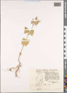 Atriplex micrantha Ledeb., Eastern Europe, Volga-Kama region (E7) (Russia)