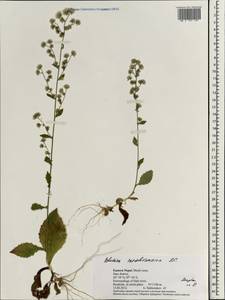 Pluchea paniculata (Willd.) Karthik. & Moorthy, South Asia, South Asia (Asia outside ex-Soviet states and Mongolia) (ASIA) (Nepal)