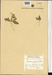 Strigosella africana (L.) Botsch., Middle Asia, Pamir & Pamiro-Alai (M2) (Uzbekistan)