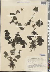 Caltha palustris L., South Asia, South Asia (Asia outside ex-Soviet states and Mongolia) (ASIA) (China)