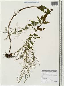 Epilobium ciliatum subsp. ciliatum, Eastern Europe, North-Western region (E2) (Russia)