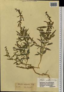 Atriplex subcordata Kitag., Siberia, Russian Far East (S6) (Russia)