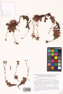 Saxifraga bronchialis var. rebunshirensis (Engl. & Irmsch.) H. Hara, Siberia, Russian Far East (S6) (Russia)