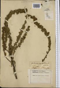 Verbascum speciosum subsp. speciosum, Western Europe (EUR) (Germany)