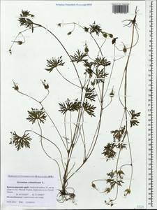 Geranium columbinum L., Caucasus, Krasnodar Krai & Adygea (K1a) (Russia)