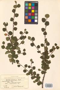 Betula humilis Schrank, Siberia, Russian Far East (S6) (Russia)