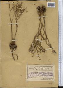 Goniolimon callicomum (C. A. Mey.) Boiss., Middle Asia, Western Tian Shan & Karatau (M3) (Kazakhstan)