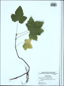 Ribes nigrum L., Eastern Europe, Central region (E4) (Russia)