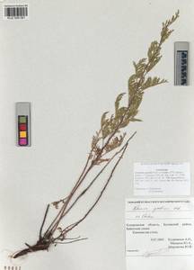 Artemisia gmelinii Weber ex Stechm., Siberia, Altai & Sayany Mountains (S2) (Russia)