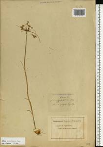 Allium flavum subsp. tauricum (Besser ex Rchb.) K.Richt., Eastern Europe, South Ukrainian region (E12) (Ukraine)