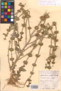 MHA 0 155 563, Marrubium vulgare L., Eastern Europe, Lower Volga region (E9) (Russia)
