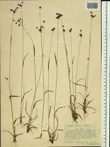 Luzula multiflora subsp. sibirica V. I. Krecz., Siberia, Russian Far East (S6) (Russia)