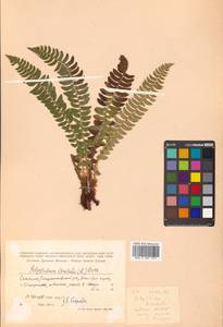 Polystichum lonchitis (L.) Roth, Siberia, Russian Far East (S6) (Russia)