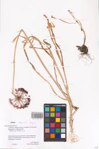 Allium altissimum Regel, Eastern Europe, Central region (E4) (Russia)