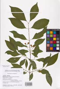 Euonymus europaeus L., Eastern Europe, Central forest-and-steppe region (E6) (Russia)