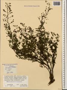 Scrophularia versicolor Boiss., Caucasus, North Ossetia, Ingushetia & Chechnya (K1c) (Russia)