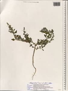 Chenopodium karoi (Murr) Aellen, South Asia, South Asia (Asia outside ex-Soviet states and Mongolia) (ASIA) (Nepal)