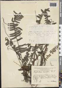 Nephrolepis cordifolia (L.) C. Presl, South Asia, South Asia (Asia outside ex-Soviet states and Mongolia) (ASIA) (China)