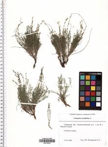 Astragalus austriacus Jacq., Eastern Europe, Middle Volga region (E8) (Russia)