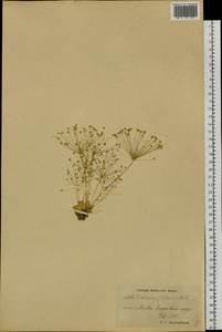 Androsace filiformis Retz., Siberia, Chukotka & Kamchatka (S7) (Russia)