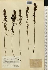 Melampyrum arvense L., Eastern Europe, North Ukrainian region (E11) (Ukraine)