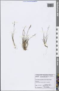 Puccinellia angustata (R.Br.) E.L.Rand & Redfield, Siberia, Central Siberia (S3) (Russia)