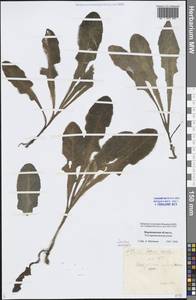 Sonchus arvensis L., Eastern Europe, Central forest-and-steppe region (E6) (Russia)