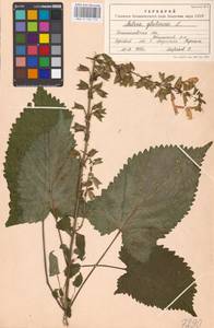 MHA 0 156 145, Salvia glutinosa L., Eastern Europe, West Ukrainian region (E13) (Ukraine)