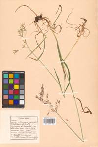 Bromus pumpellianus Scribn., Siberia, Russian Far East (S6) (Russia)