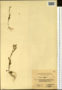 Senecio vulgaris L., Siberia, Russian Far East (S6) (Russia)