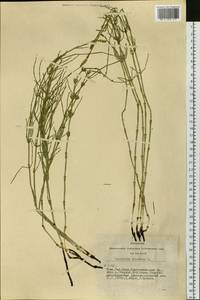 Equisetum palustre L., Siberia, Altai & Sayany Mountains (S2) (Russia)