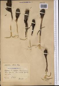 Colchicum robustum (Bunge) Stef., Middle Asia, Syr-Darian deserts & Kyzylkum (M7) (Uzbekistan)