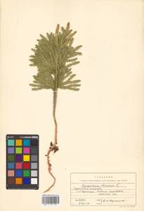 Dendrolycopodium obscurum (L.) A. Haines, Siberia, Russian Far East (S6) (Russia)