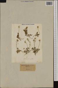 Hornungia petraea (L.) Rchb., Western Europe (EUR) (Italy)