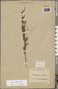 Cuscuta monogyna Vahl, Eastern Europe, Lower Volga region (E9) (Russia)