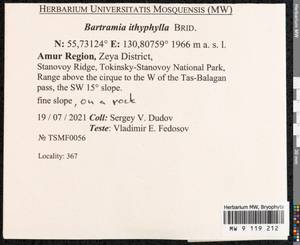 Bartramia ithyphylla Brid., Bryophytes, Bryophytes - Russian Far East (excl. Chukotka & Kamchatka) (B20) (Russia)