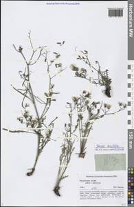 Crepidiastrum tenuifolium (Willd.) Sennikov, Siberia, Altai & Sayany Mountains (S2) (Russia)