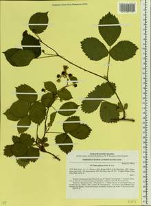 Rubus plicatus Weihe & Nees, Eastern Europe, North Ukrainian region (E11) (Ukraine)