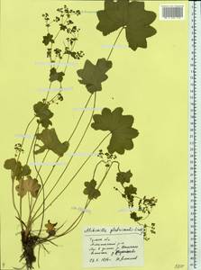 Alchemilla glabricaulis H. Lindb., Eastern Europe, Central region (E4) (Russia)
