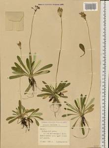 Primula farinosa L., Eastern Europe, Latvia (E2b) (Latvia)