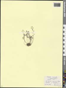 Draba supranivalis Rupr., Caucasus, North Ossetia, Ingushetia & Chechnya (K1c) (Russia)