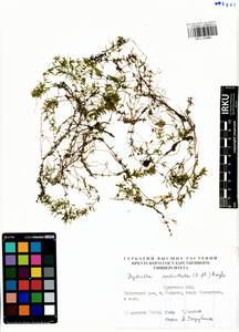 Hydrilla verticillata (L.f.) Royle, Siberia, Baikal & Transbaikal region (S4) (Russia)