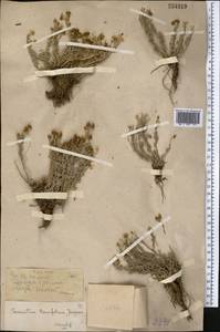 Ajania tibetica (Hook. fil. & Thomson) Tzvelev, Middle Asia, Pamir & Pamiro-Alai (M2) (Tajikistan)