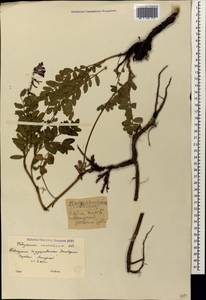 Hedysarum caucasicum M.Bieb., Caucasus, Krasnodar Krai & Adygea (K1a) (Russia)